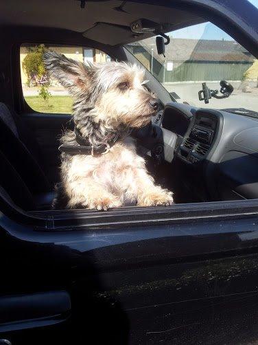 Blanding af racer Jazz (Putte) billede 3