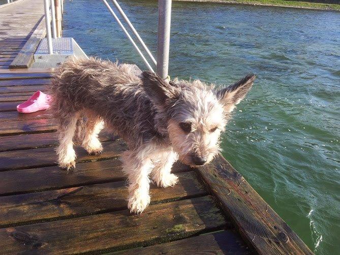 Blanding af racer Jazz (Putte) billede 2