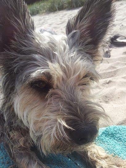 Blanding af racer Jazz (Putte) - Velkommen til Puttes profil billede 1