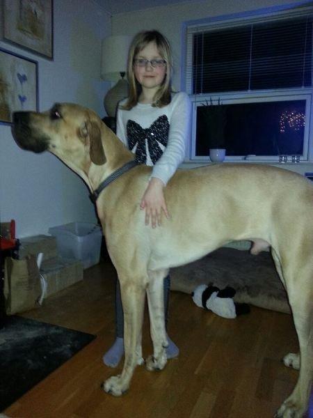 Grand danois Nero billede 2