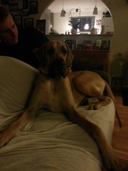 Grand danois Nero billede 3