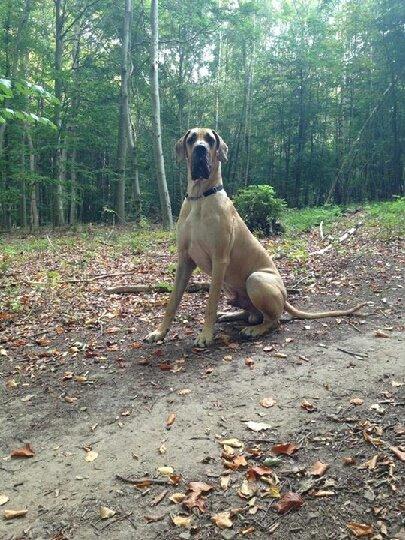 Grand danois Nero billede 4