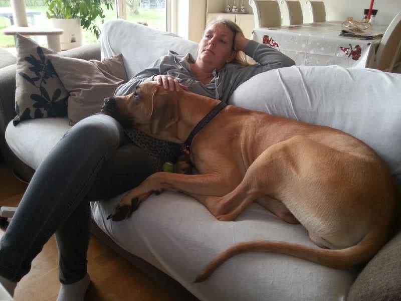 Grand danois Nero billede 5