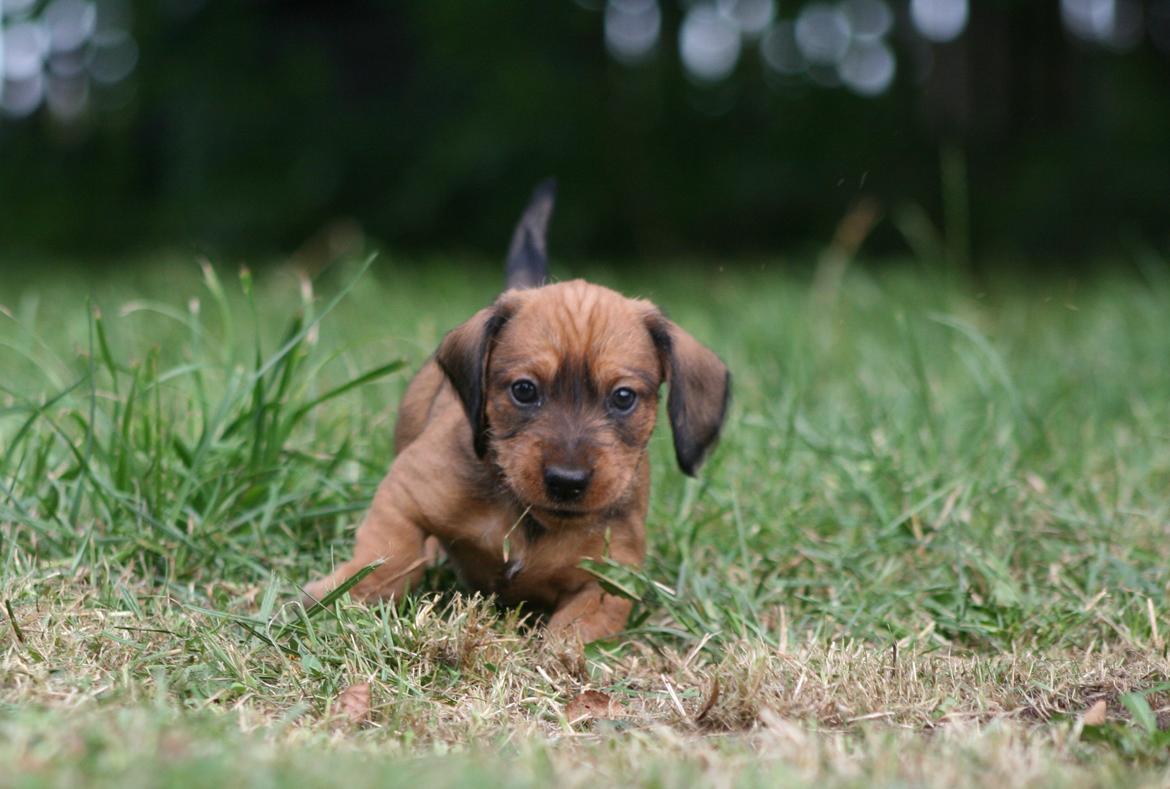 Gravhund Aastrupgaard Maja billede 10