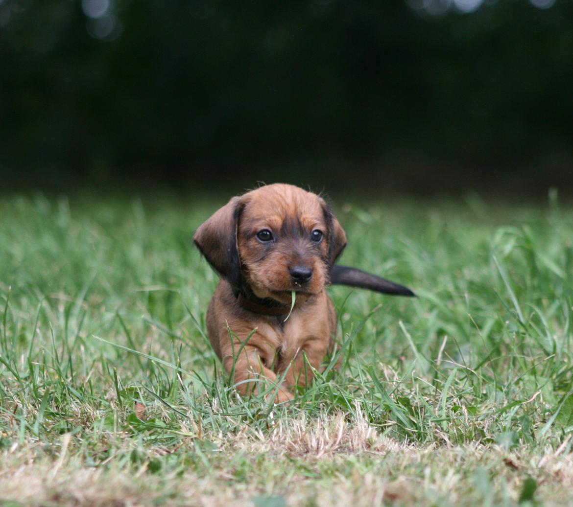 Gravhund Aastrupgaard Maja billede 11