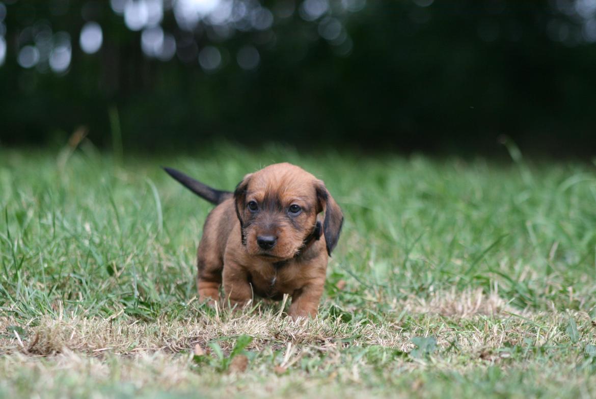 Gravhund Aastrupgaard Maja billede 12