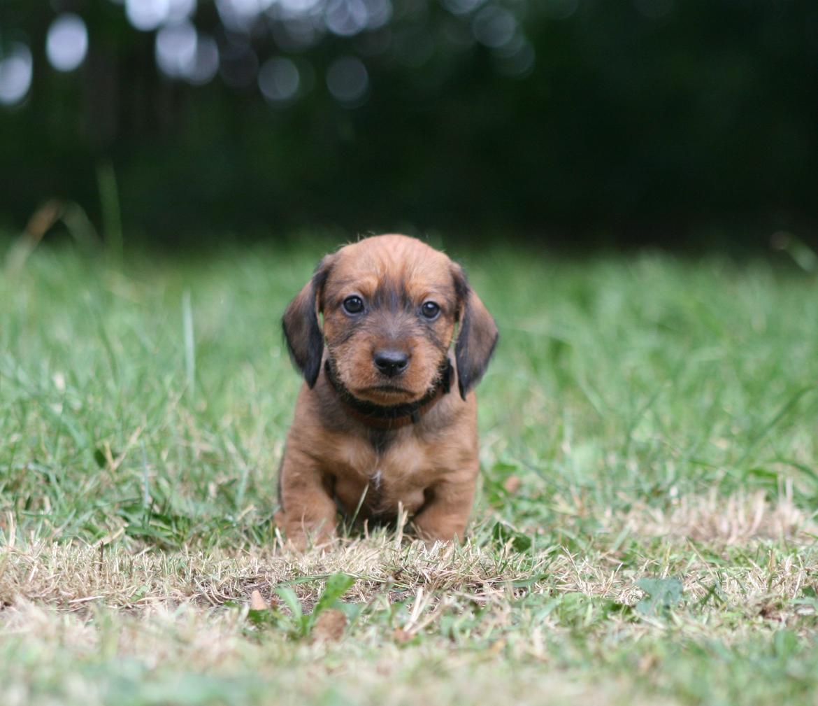 Gravhund Aastrupgaard Maja billede 13