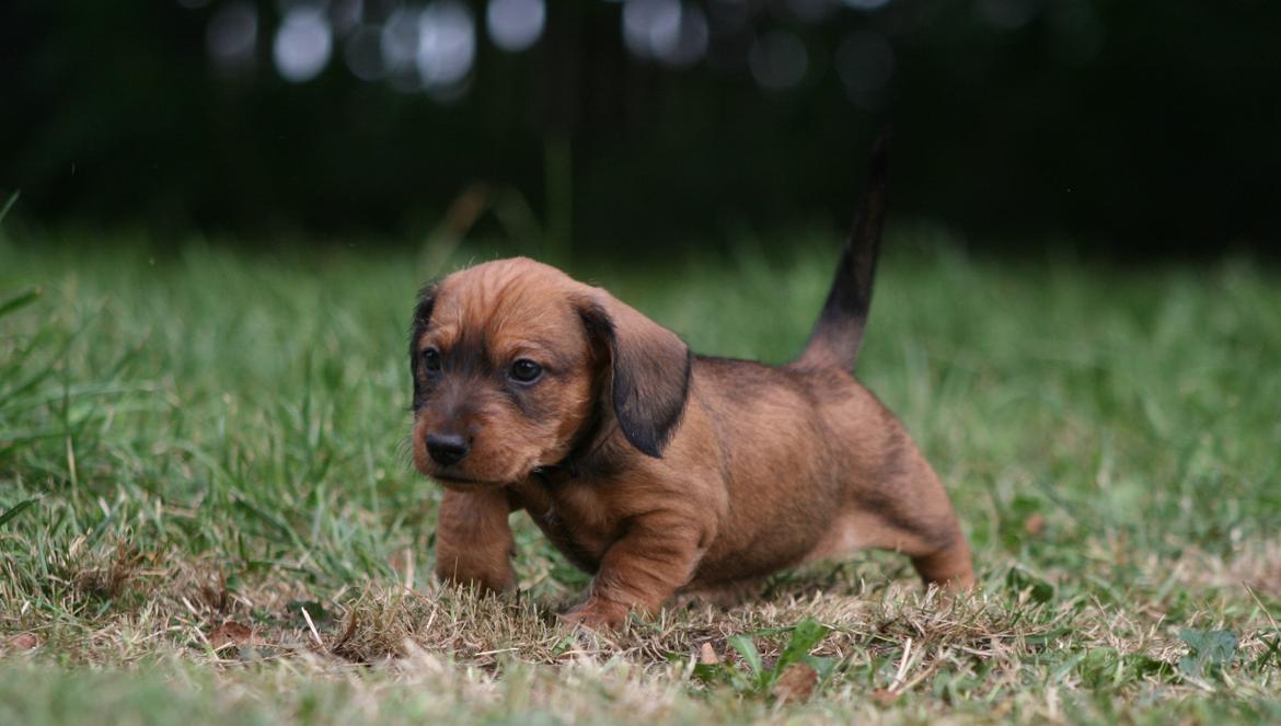 Gravhund Aastrupgaard Maja billede 14