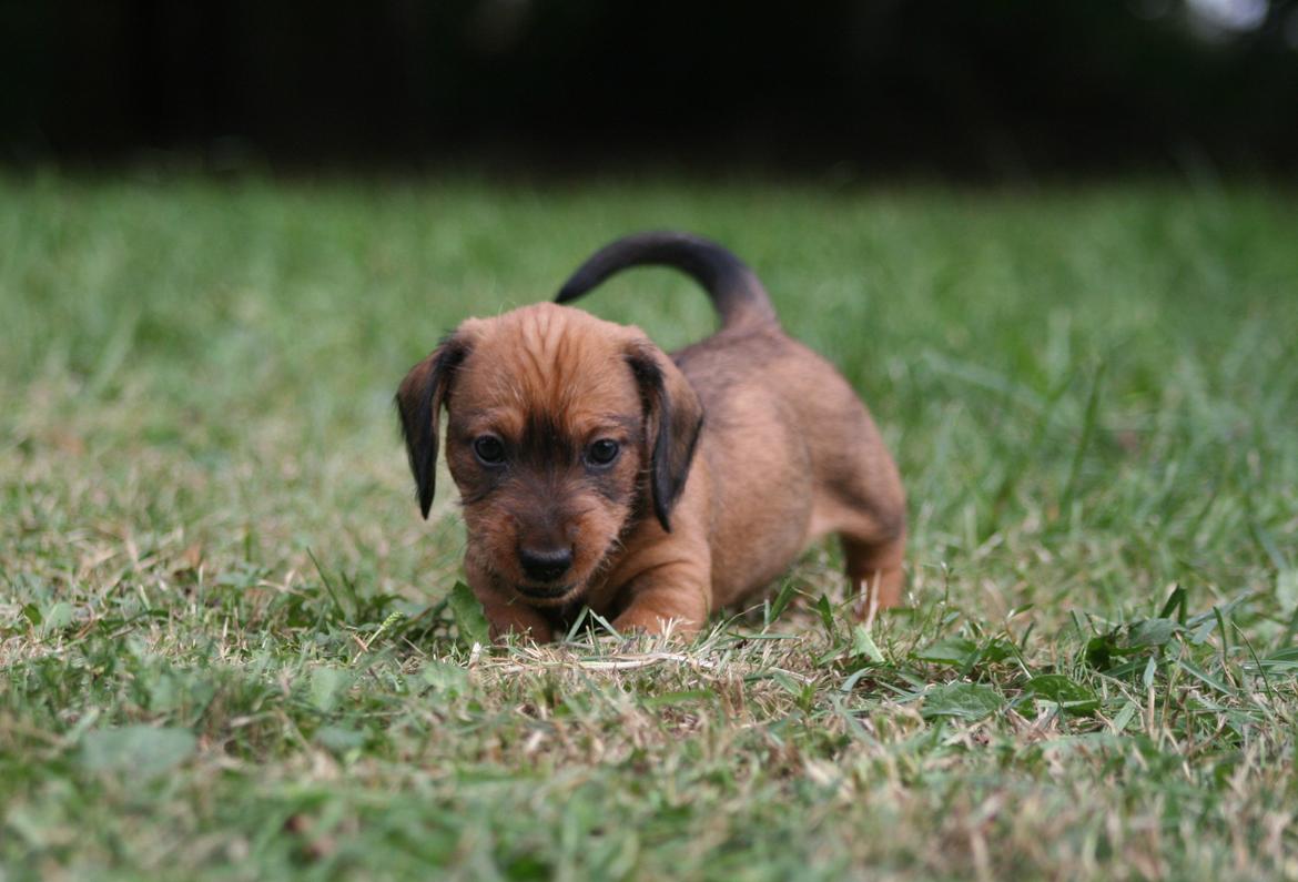 Gravhund Aastrupgaard Maja billede 15