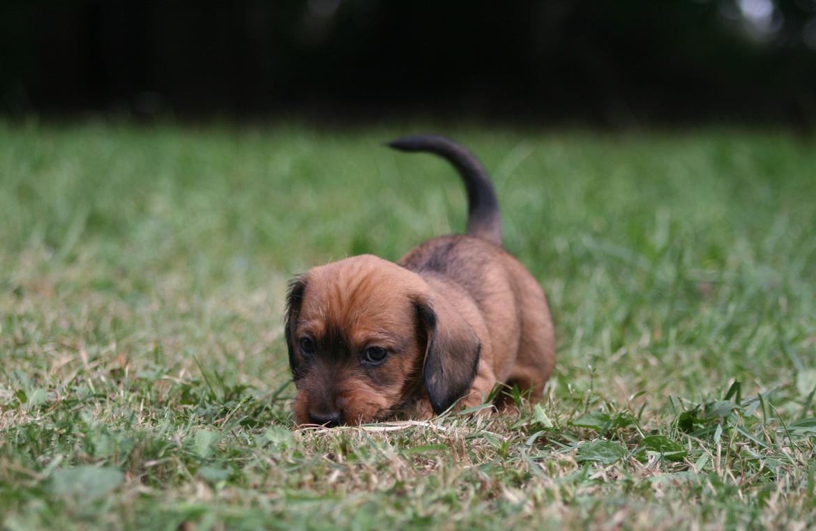 Gravhund Aastrupgaard Maja billede 16