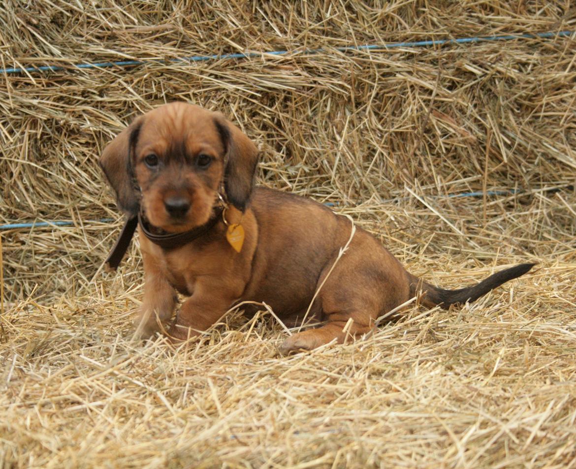 Gravhund Aastrupgaard Maja billede 17