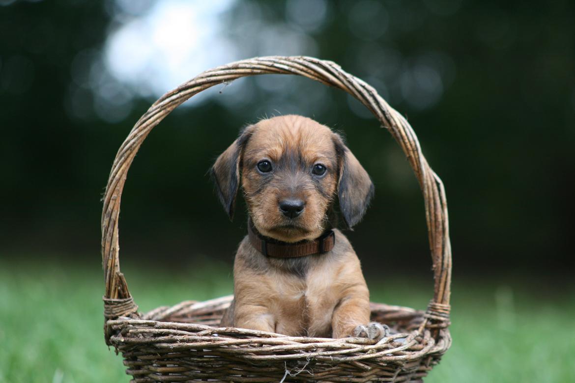 Gravhund Aastrupgaard Maja billede 5