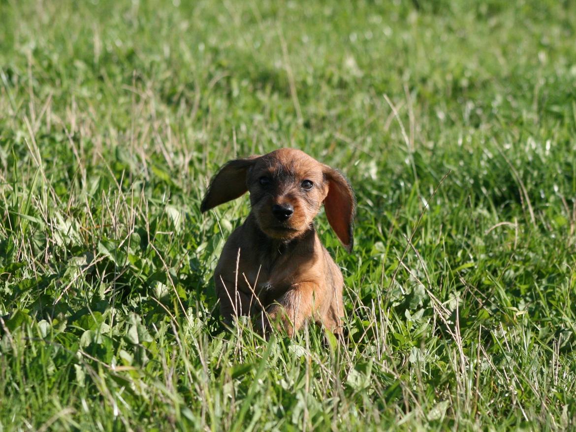 Gravhund Aastrupgaard Maja billede 19