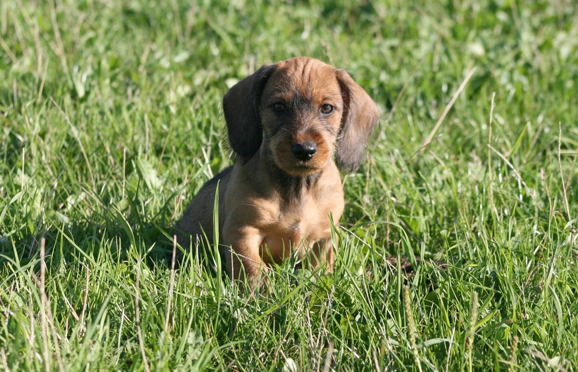 Gravhund Aastrupgaard Maja billede 21