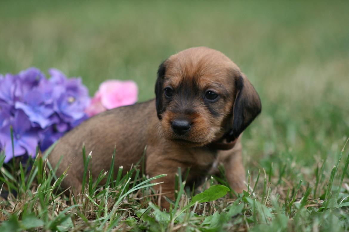 Gravhund Aastrupgaard Maja billede 22