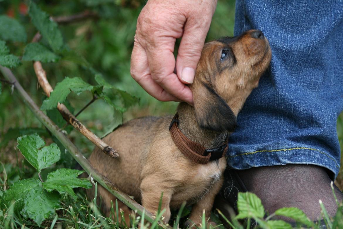 Gravhund Aastrupgaard Maja billede 29