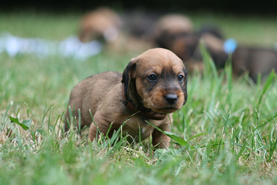 Gravhund Aastrupgaard Maja billede 30