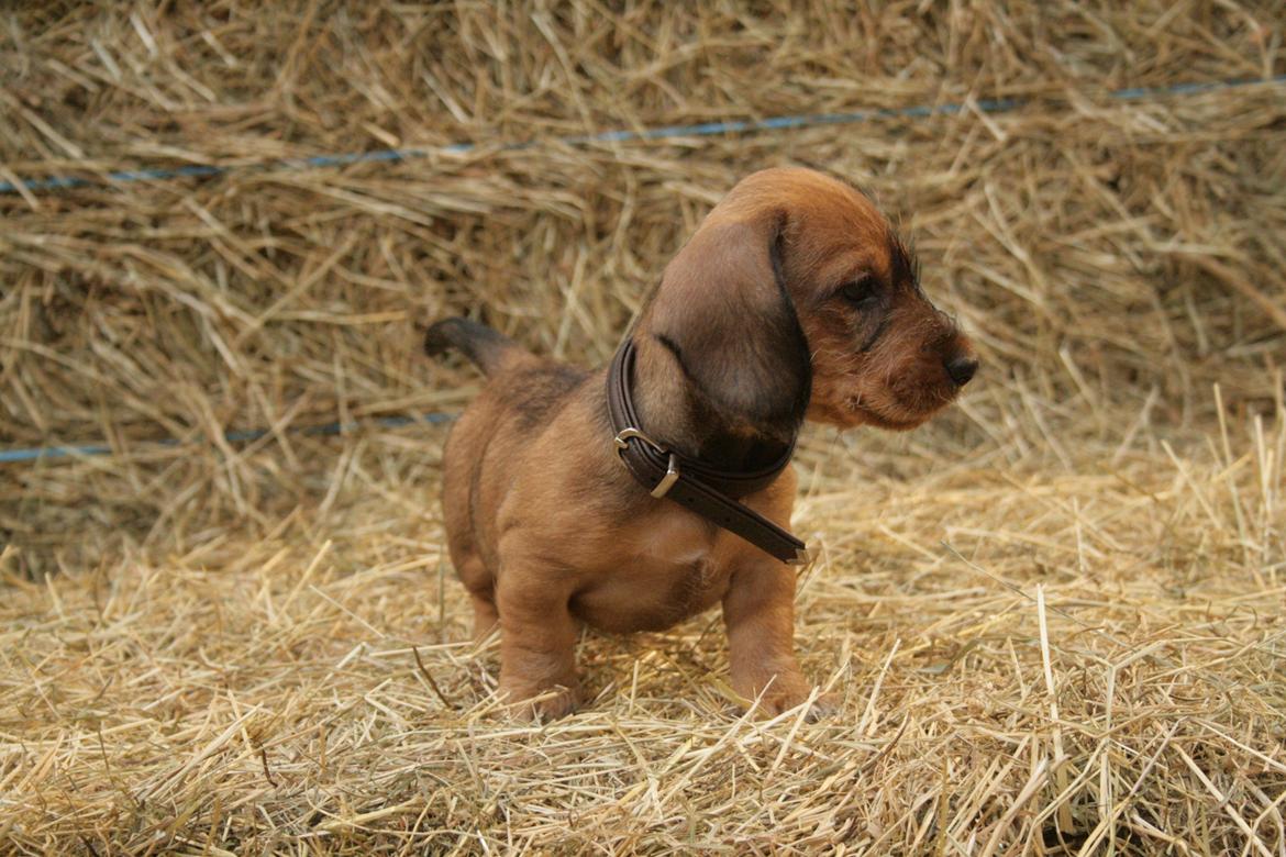 Gravhund Aastrupgaard Maja billede 18