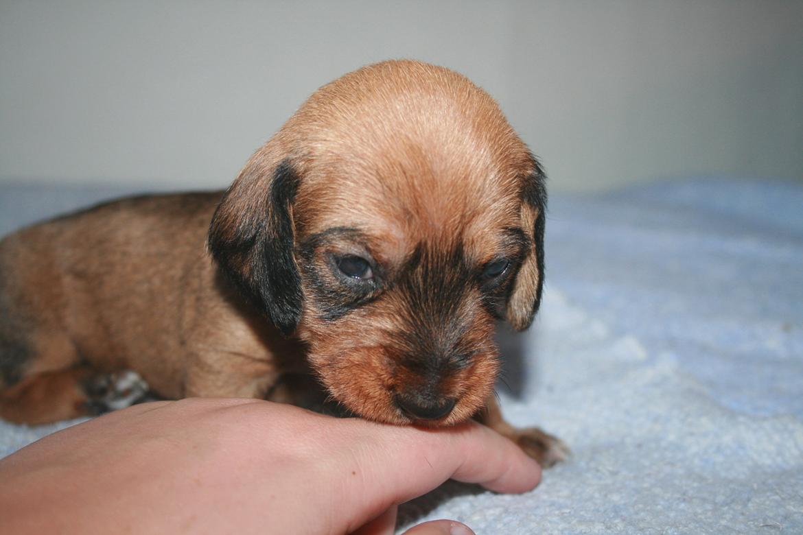 Gravhund Aastrupgaard Maja billede 36