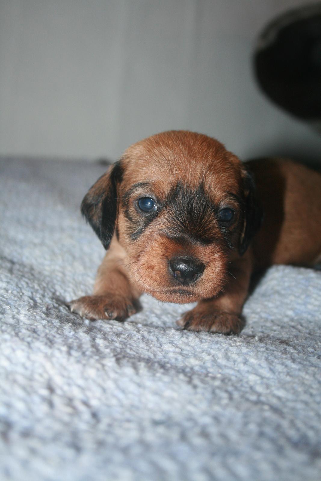 Gravhund Aastrupgaard Maja billede 40