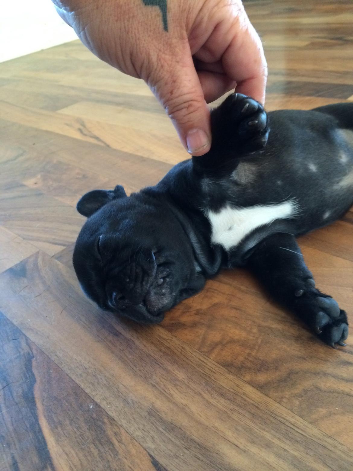 Fransk bulldog Buddha billede 8