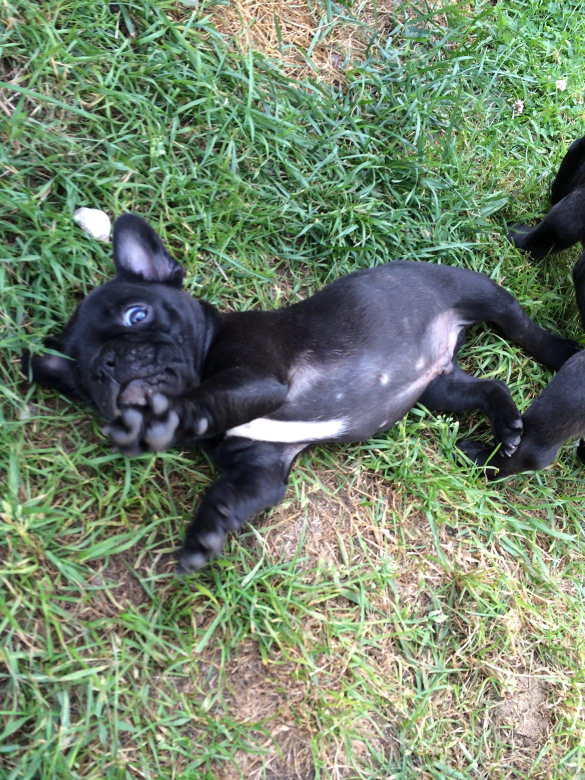 Fransk bulldog Buddha billede 9