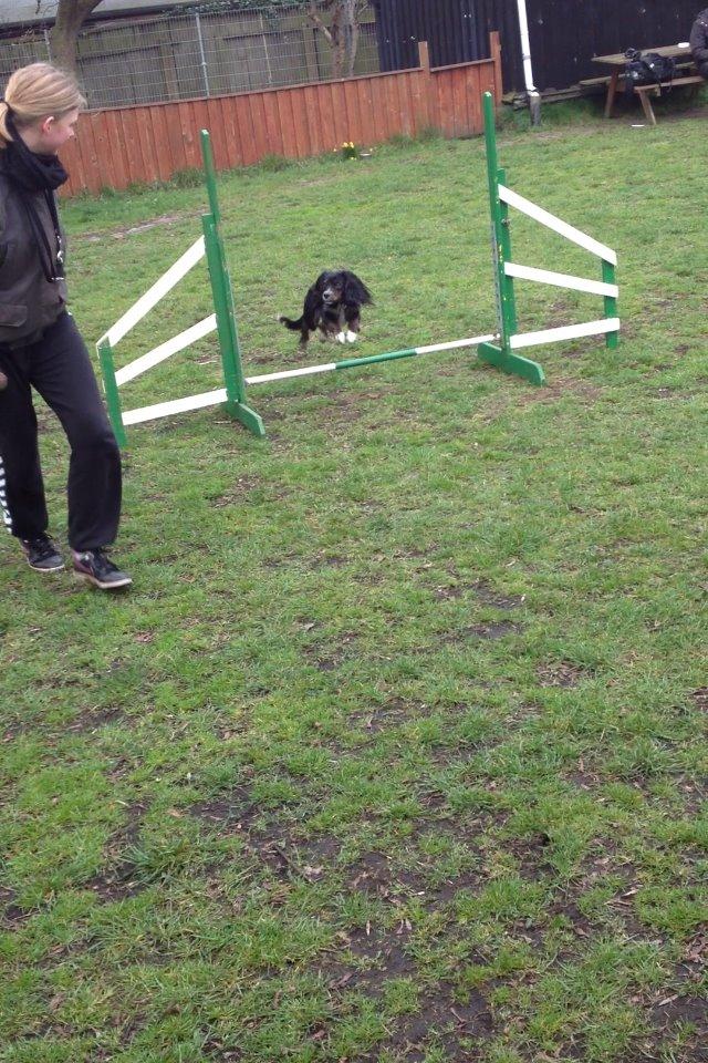 Blanding af racer Jessy - lidt træning fra forår 2014 billede 21