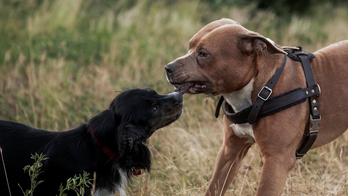 Blanding af racer Jessy - hygge med pablo billede 23