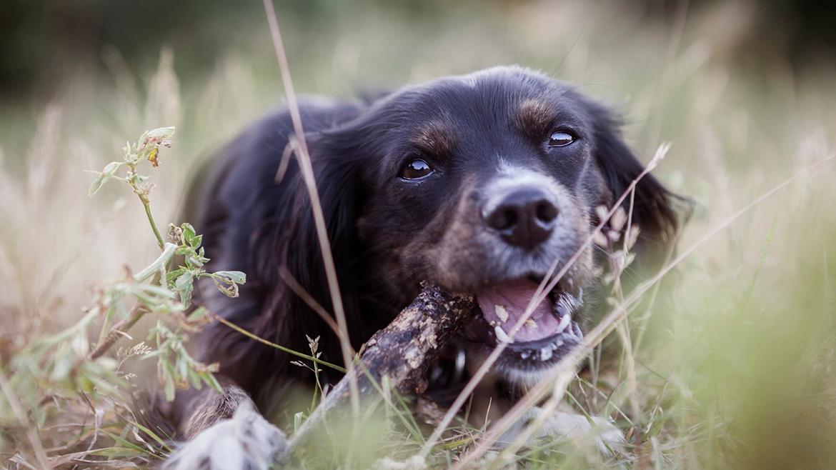 Blanding af racer Jessy - min lille prinsesse billede 25