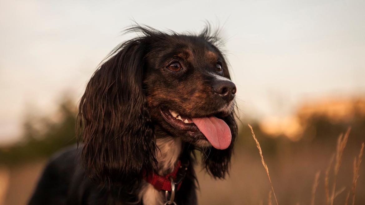 Blanding af racer Jessy billede 27