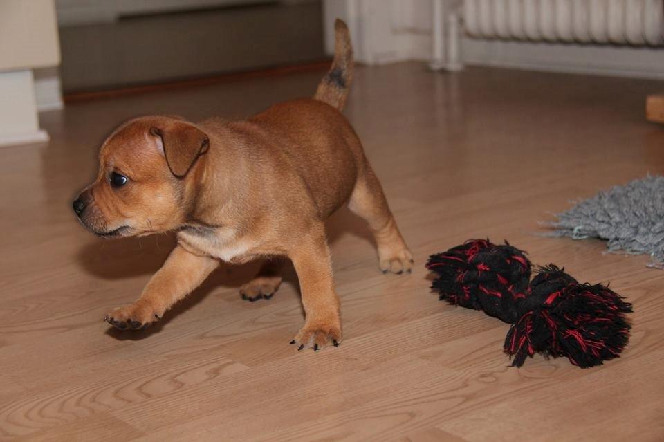 Staffordshire bull terrier Gadfeldts Babbling Magnum aka Toro billede 22