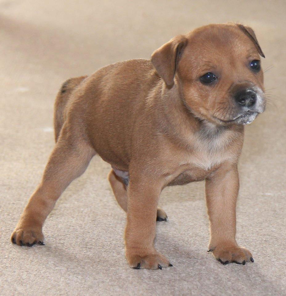 Staffordshire bull terrier Gadfeldts Babbling Magnum aka Toro billede 21
