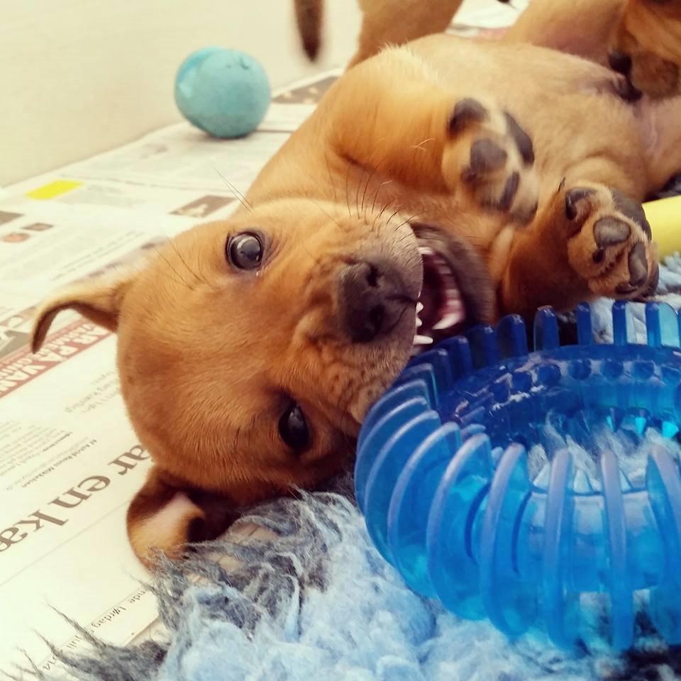 Staffordshire bull terrier Gadfeldts Babbling Magnum aka Toro billede 13