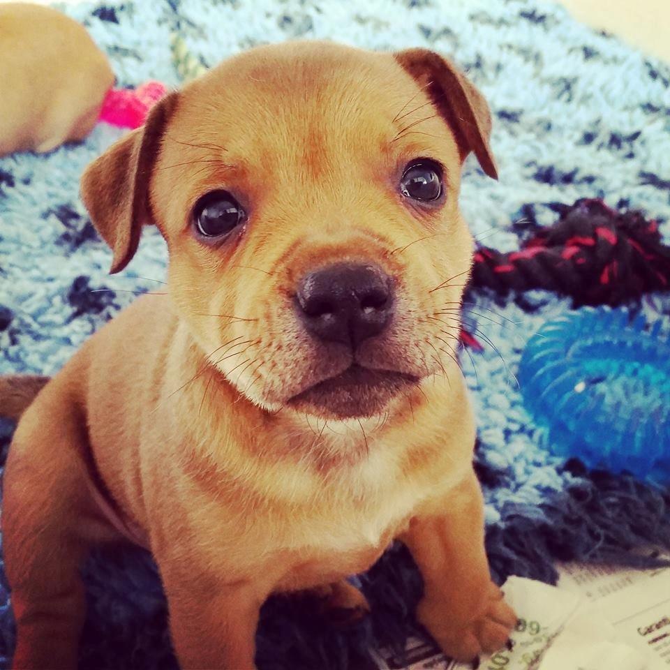 Staffordshire bull terrier Gadfeldts Babbling Magnum aka Toro billede 12