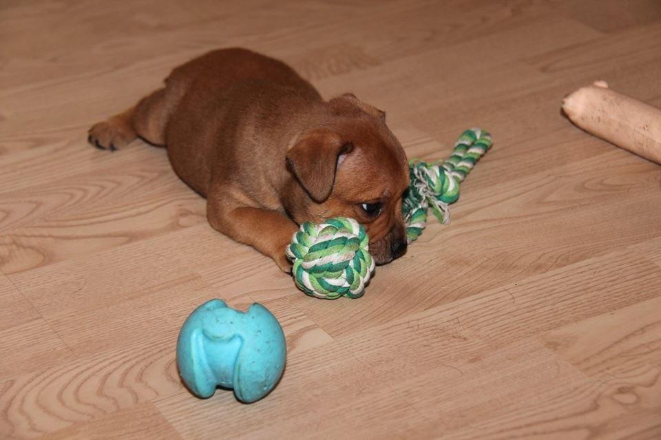 Staffordshire bull terrier Gadfeldts Babbling Magnum aka Toro billede 23