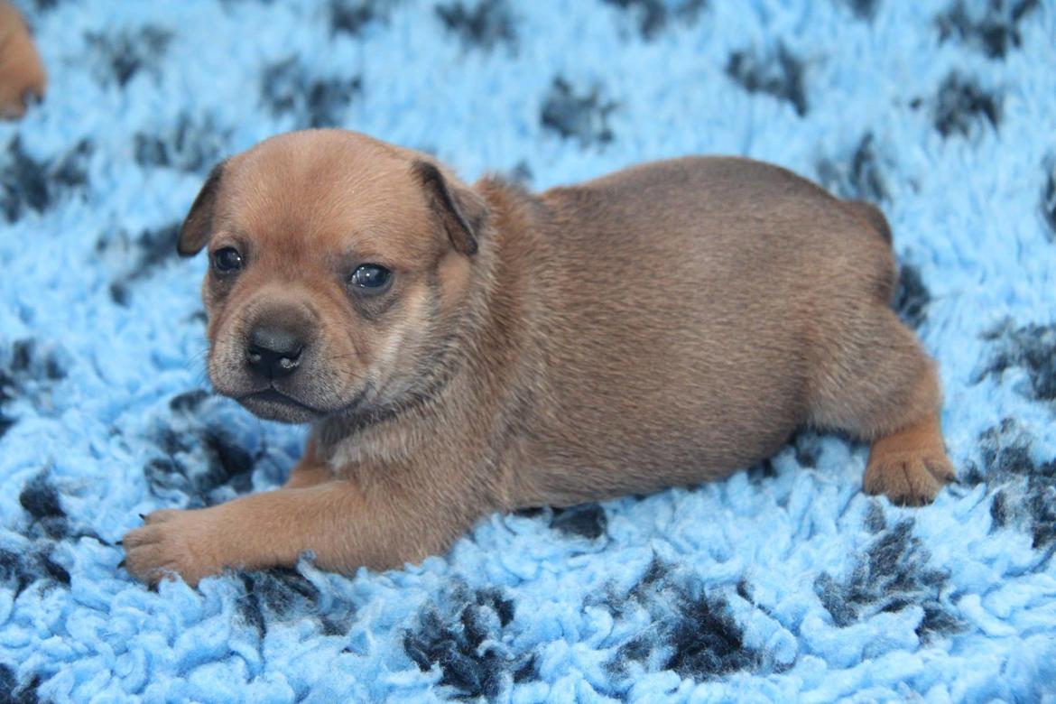 Staffordshire bull terrier Gadfeldts Babbling Magnum aka Toro billede 26