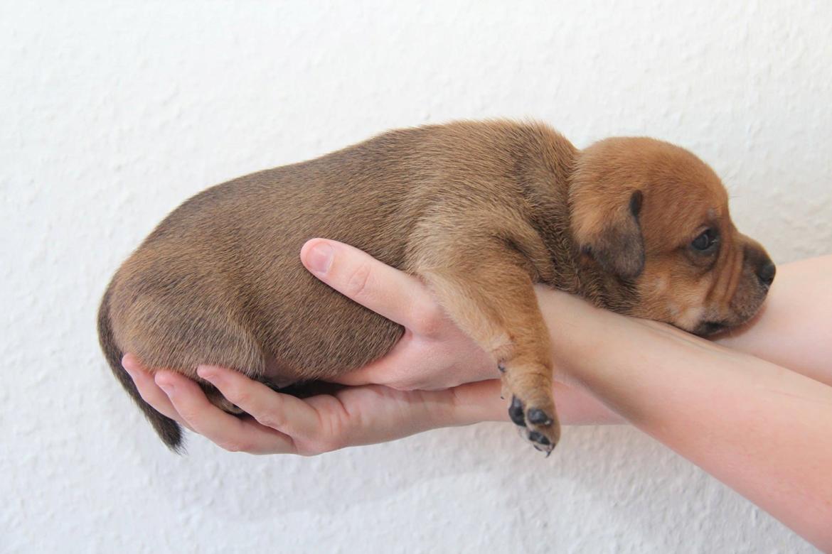 Staffordshire bull terrier Gadfeldts Babbling Magnum aka Toro billede 25