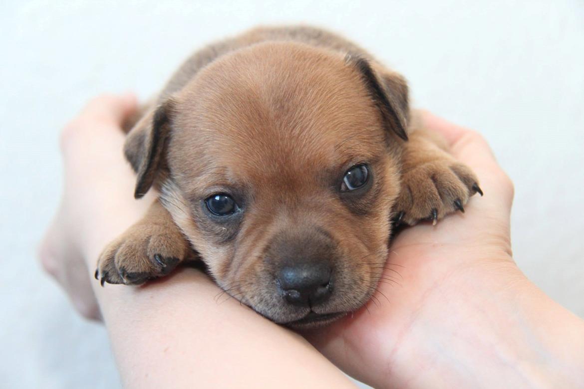 Staffordshire bull terrier Gadfeldts Babbling Magnum aka Toro billede 24