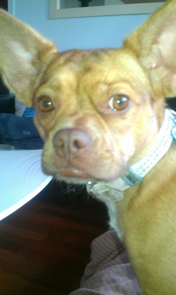 Blanding af racer Grisling billede 1