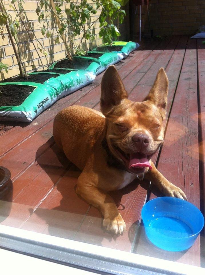 Blanding af racer Grisling billede 2