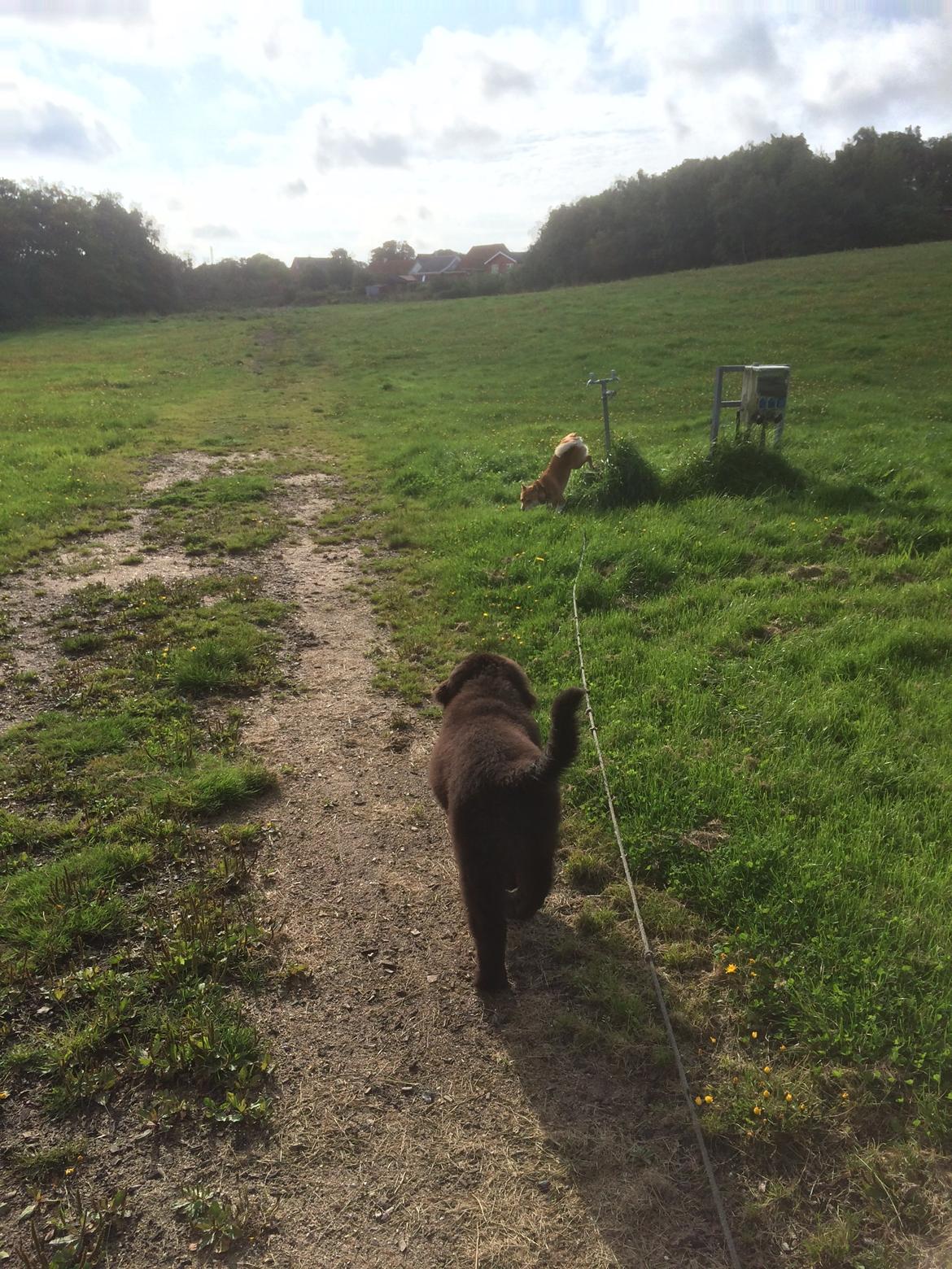 Newfoundlænder Lucas billede 14