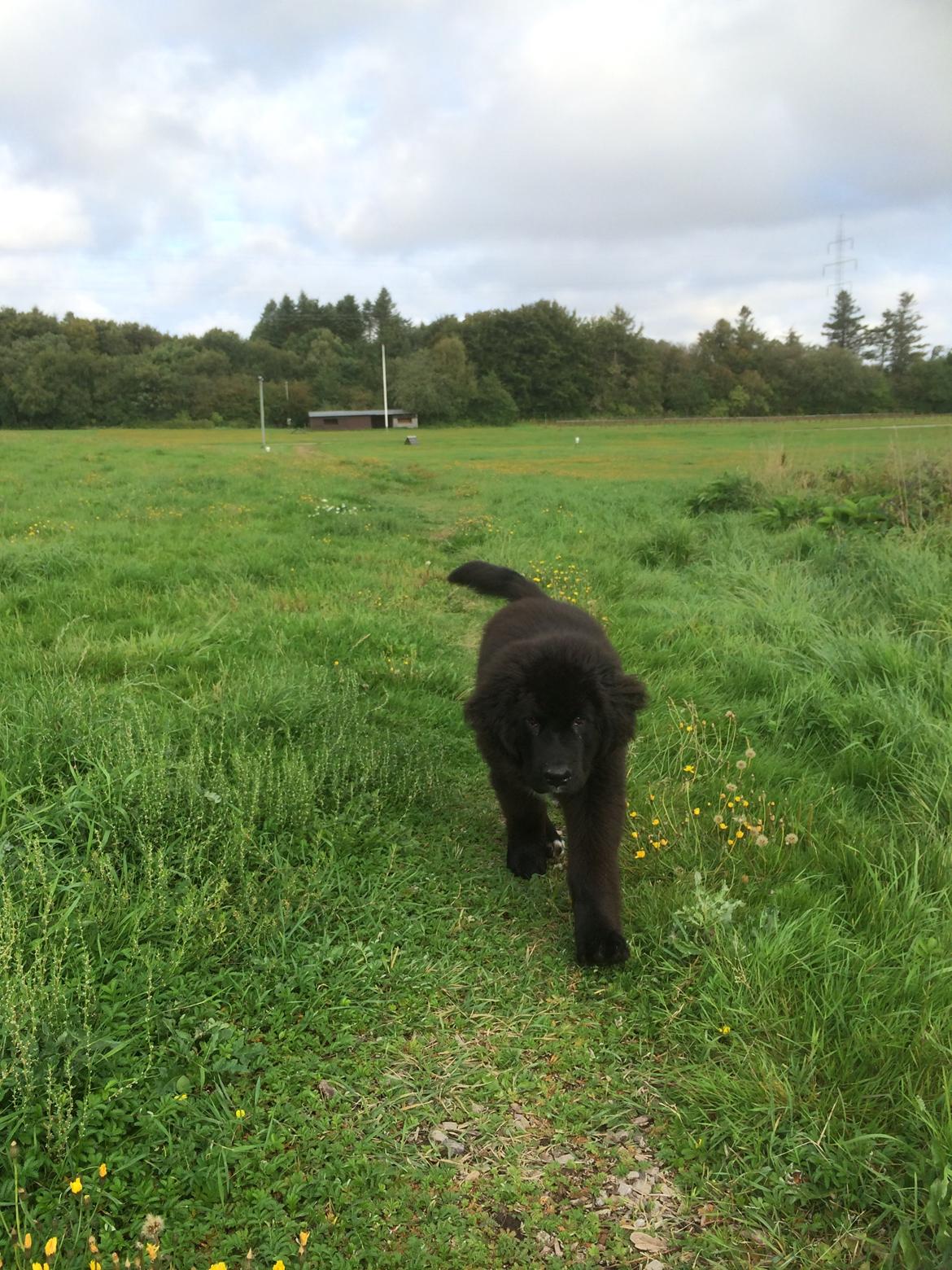 Newfoundlænder Lucas billede 15