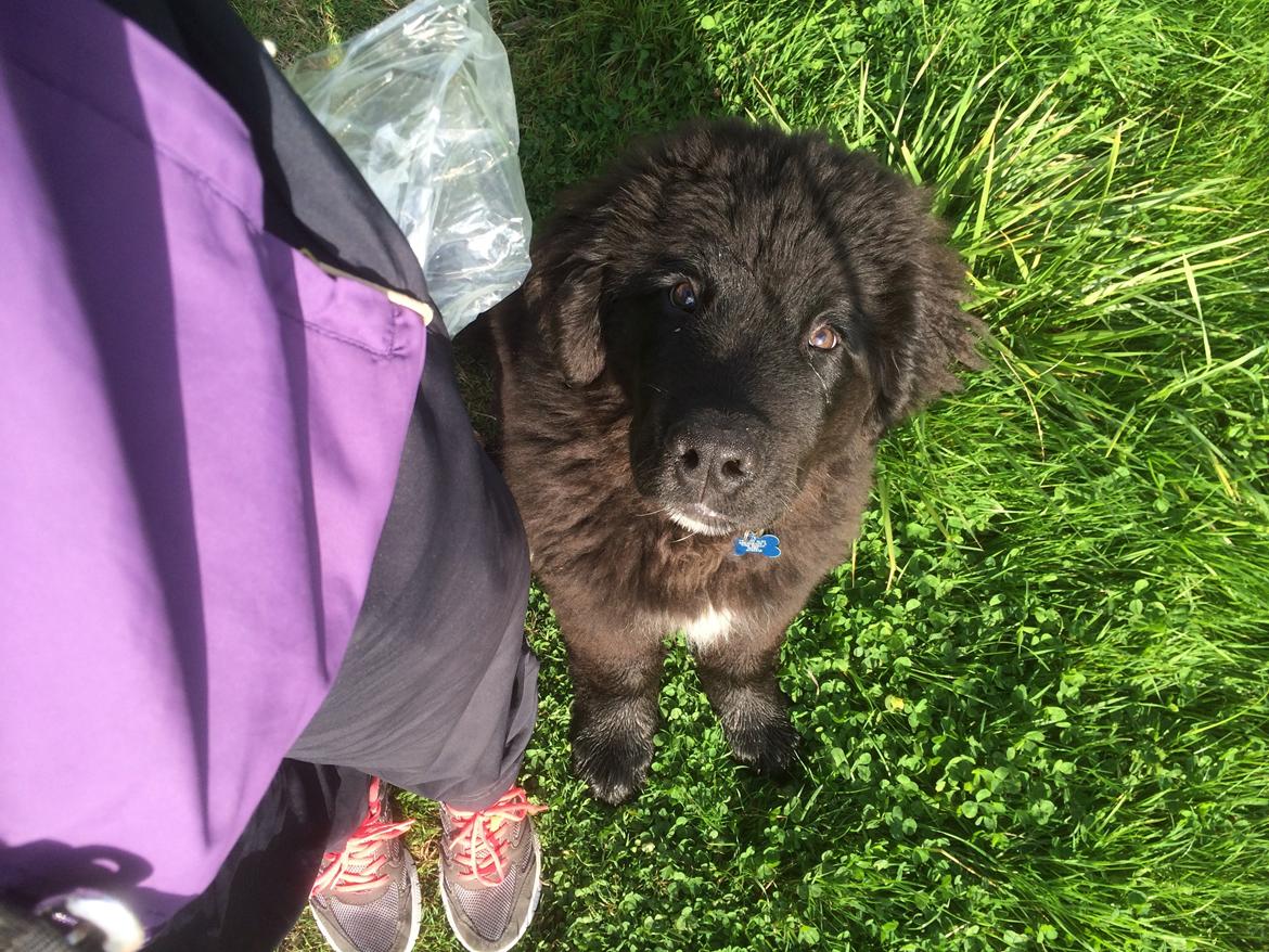 Newfoundlænder Lucas billede 16