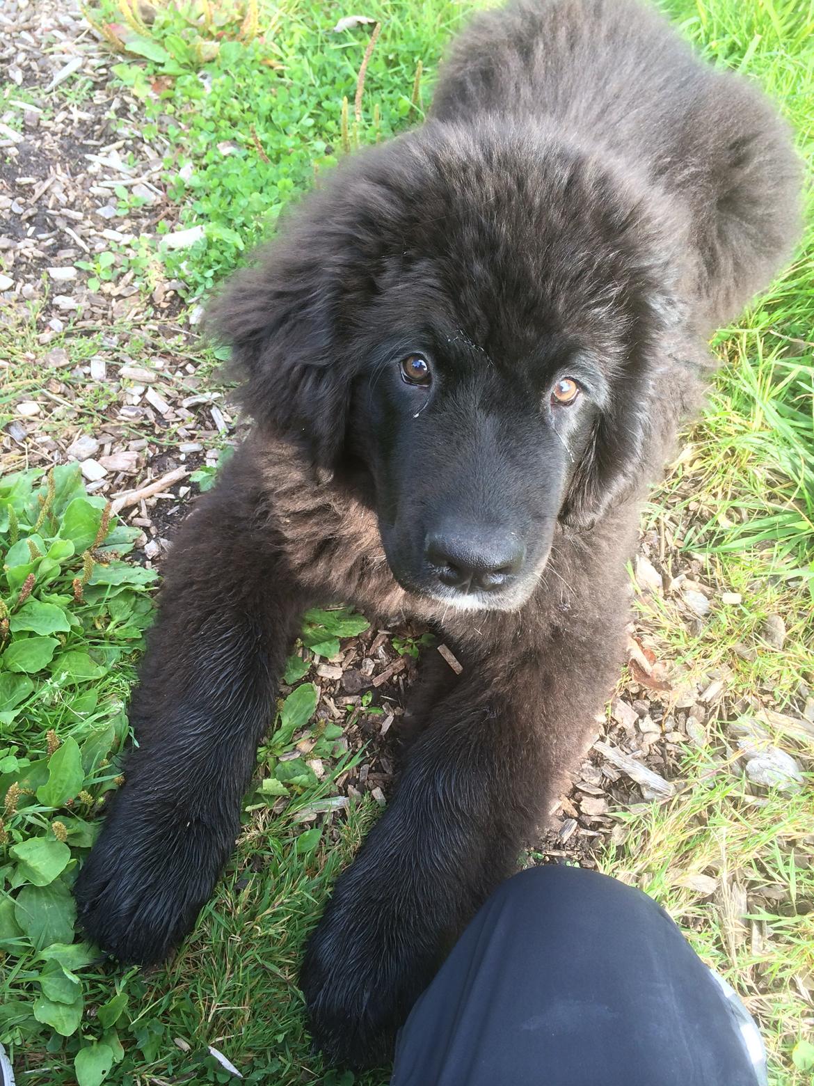 Newfoundlænder Lucas billede 17