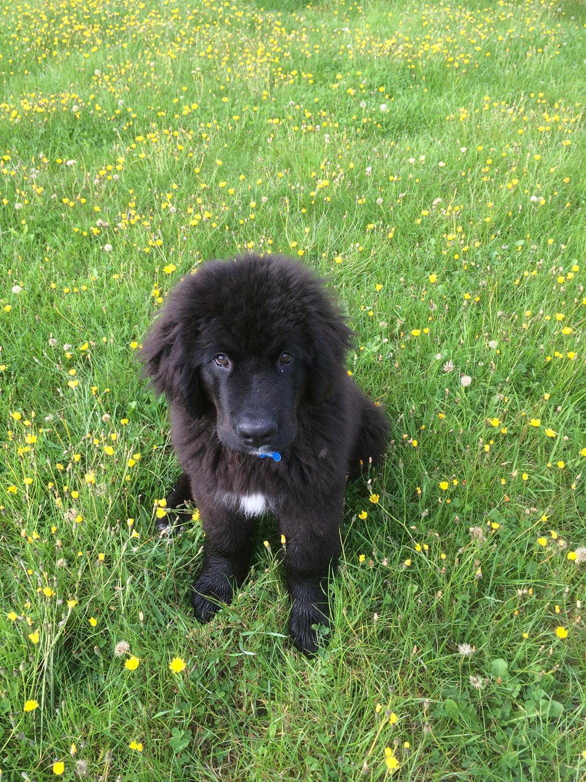 Newfoundlænder Lucas billede 18