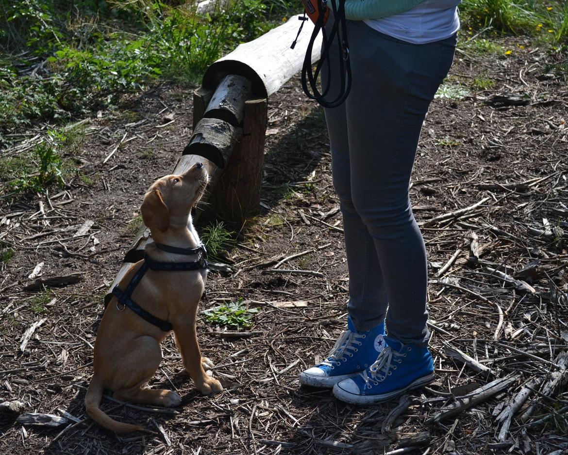 Blanding af racer Luna *Min mors hund* billede 23