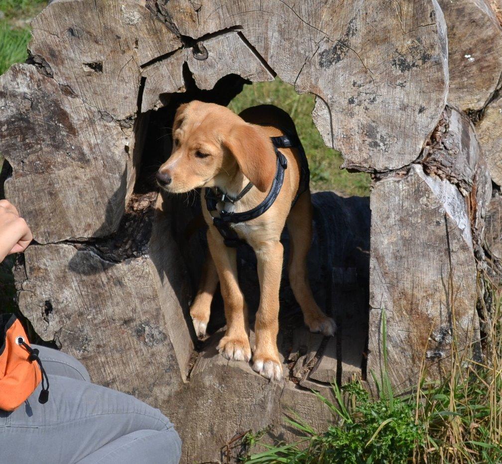 Blanding af racer Luna *Min mors hund* billede 24