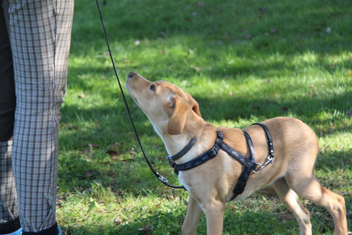 Blanding af racer Luna *Min mors hund* billede 22