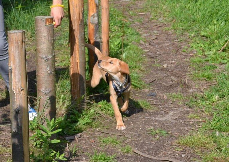 Blanding af racer Luna *Min mors hund* billede 10