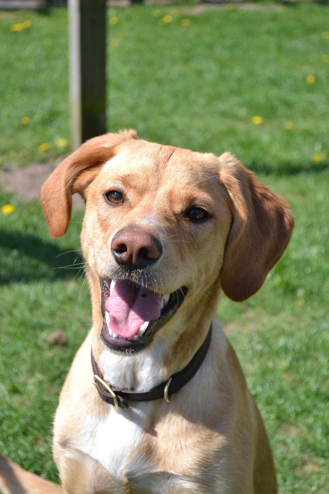 Blanding af racer Luna *Min mors hund* billede 1